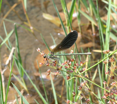 Calopteryx splendens intermedia