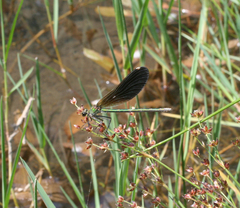 Calopteryx splendens intermedia