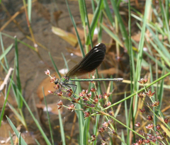 Calopteryx splendens intermedia