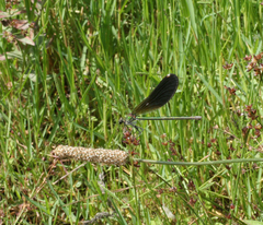 Calopteryx splendens intermedia