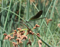 Calopteryx splendens intermedia