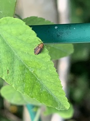 Heikertingeria clarki