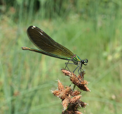 Calopteryx splendens intermedia