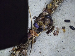 Invertebrate iridescent virus 31