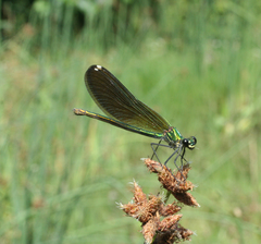 Calopteryx splendens intermedia