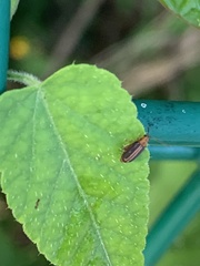 Heikertingeria clarki