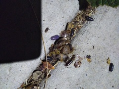 Invertebrate iridescent virus 31