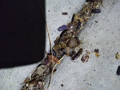 Invertebrate iridescent virus 31