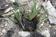 Aristea nana