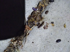 Invertebrate iridescent virus 31