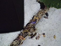 Invertebrate iridescent virus 31