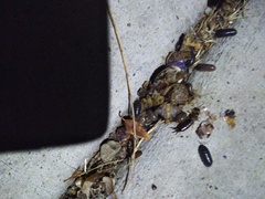 Invertebrate iridescent virus 31