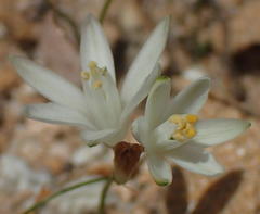 Ornithogalum rogersii