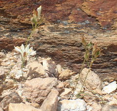 Ornithogalum rogersii