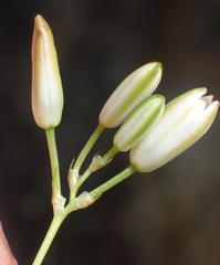 Ornithogalum rogersii