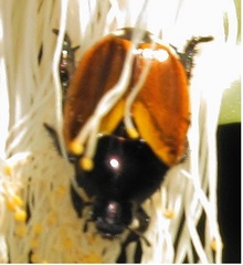 Popillia bipunctata