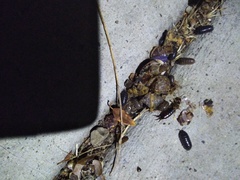 Invertebrate iridescent virus 31