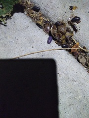 Invertebrate iridescent virus 31