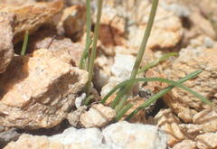 Ornithogalum rogersii
