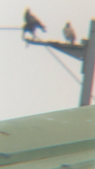 Passeriformes