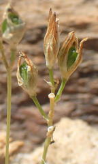 Ornithogalum rogersii
