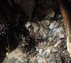 Ornithogalum rogersii