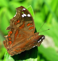 Junonia natalica natalica