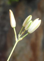 Ornithogalum rogersii