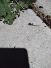 Invertebrate iridescent virus 31