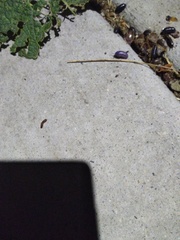 Invertebrate iridescent virus 31