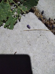 Invertebrate iridescent virus 31