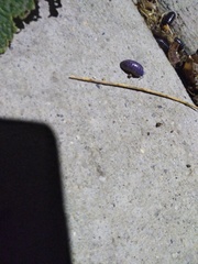 Invertebrate iridescent virus 31