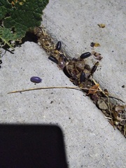 Invertebrate iridescent virus 31