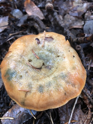 Lactarius deterrimus — (c) Marilyne Busque-Dubois, some rights reserved (CC BY)