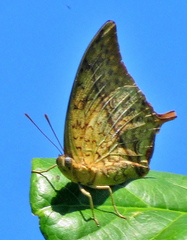 Charaxes varanes varanes