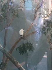 Leucopsar rothschildi