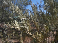 Senna artemisioides artemisioides