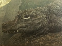 Alligator sinensis