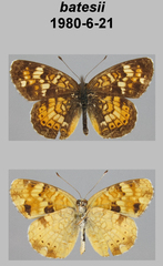 Phyciodes batesii