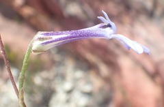Lobelia dichroma