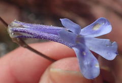 Lobelia dichroma