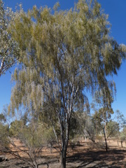 Acacia estrophiolata