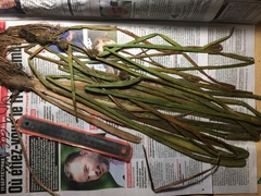 Sparganium androcladum