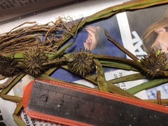 Sparganium androcladum