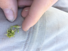 Sparganium androcladum