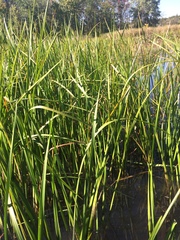 Sparganium androcladum