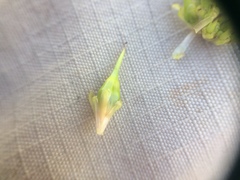 Sparganium androcladum
