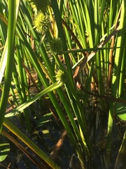 Sparganium androcladum