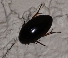 Tropisternus quadristriatus