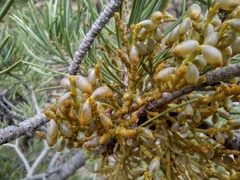 Arceuthobium divaricatum